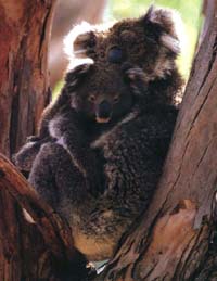 oxytocin.org : koalas cuddling